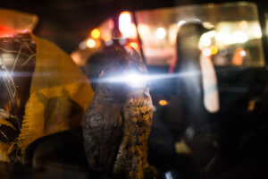 new york car animals street photography usa stylianos papardelas traveling photographer